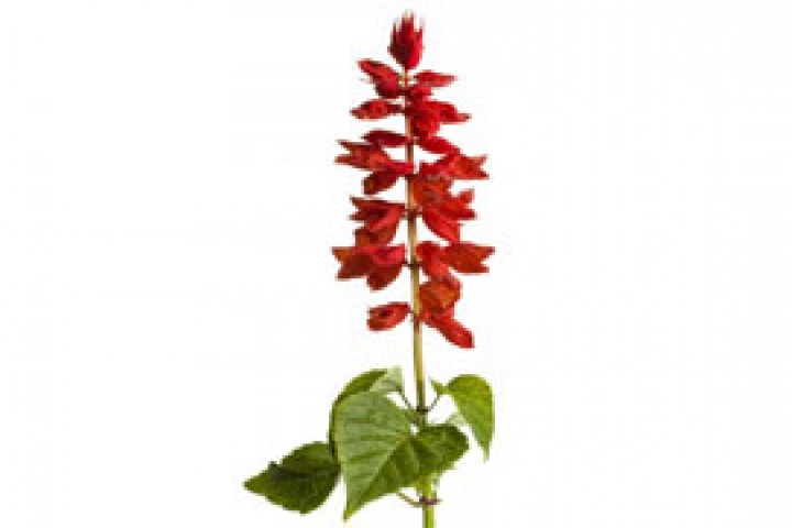 red salvia flower with 2-3 green leaves on white background